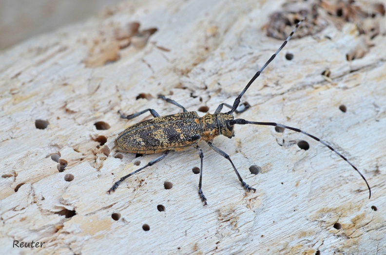 Gefleckter Langhornbock (Monochamus galloprovincialis)